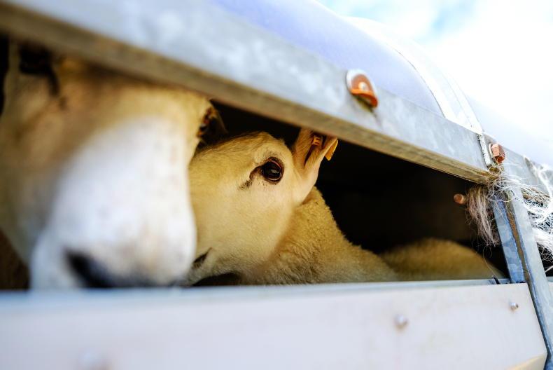Northern Ireland exports 66,000 more sheep to Britain