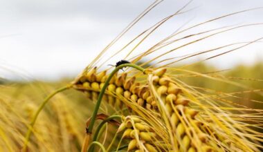 CAP could force Ireland to provide farmers the option of crop insurance