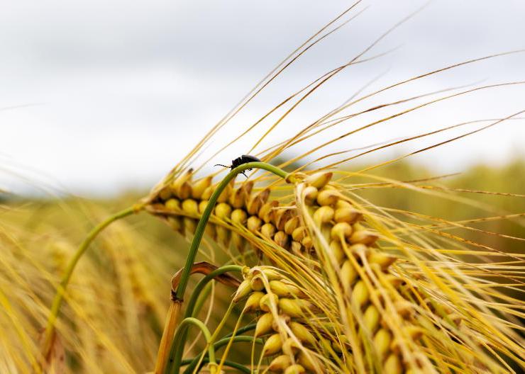CAP could force Ireland to provide farmers the option of crop insurance