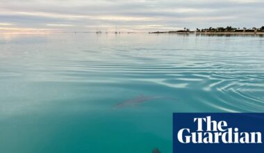 Female dolphins remember who is aggressive when choosing a mating partner, research shows | Dolphins