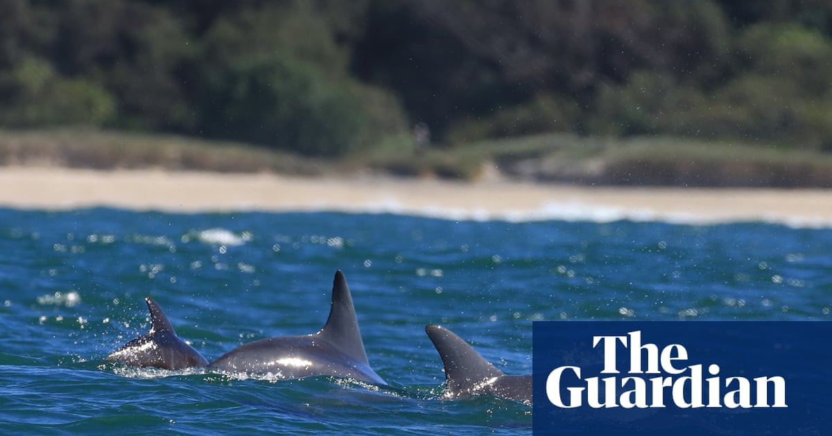 By a bottlenose: hundreds of citizen scientists join NSW’s first dolphin census | New South Wales