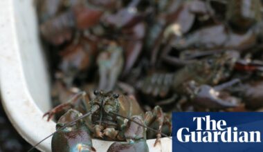 Use crayfish to keep Hampstead Heath swimmers at bay | Wildlife