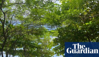 From barren shores to green oases: how a surfer looking for shade ended up transforming Costa Rica’s coastline | Costa Rica