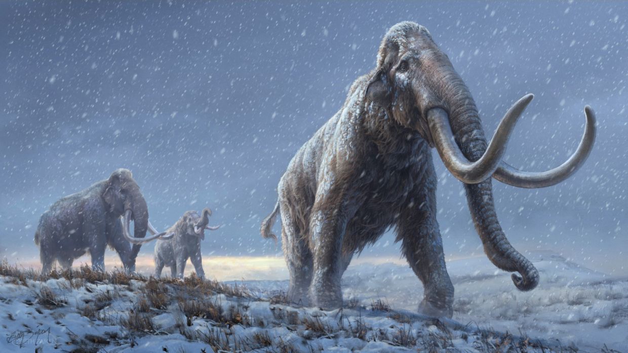Woolly mammoth among trove of ancient DNA found in squirrel poo