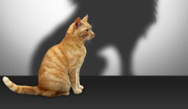 Ella McSweeney: This killer pet has driven 73 species to extinction, and roams free in Ireland – The Irish Times