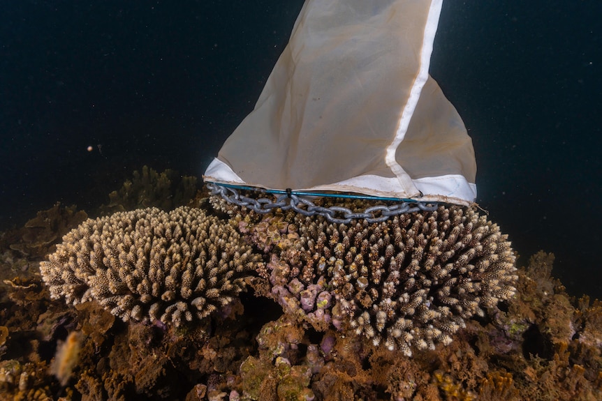 Spawn cones deployed in the Bundegi Reef to collect baby corals in a bid to restore bleached corals in Ningaloo Reef.