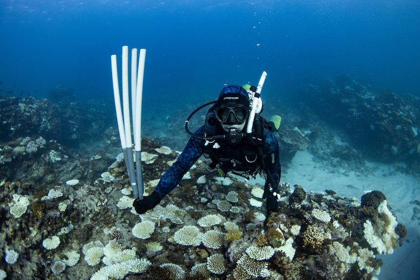Dr Damian Thomson underwater in the Ningaloo Reef after the reef was bleached due to marine heat waves.