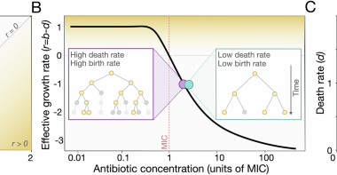 Beyond resistance and tolerance: rethinking evolutionary responses to antibiotics from the perspective of individual bacterial cells