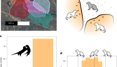 Dwarf mongooses pre-emptively alter their behaviour relative to the threat posed by different rival groups
