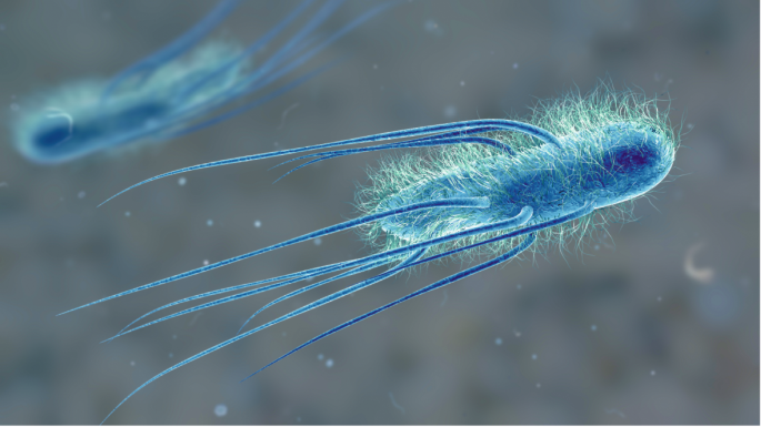 A phage puts a new spin on bacterial flagella