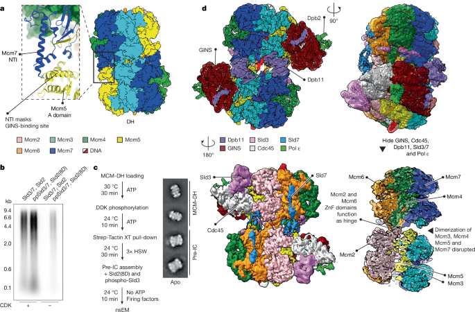 Structure of the pre-initiation complex explains CMGE biogenesis