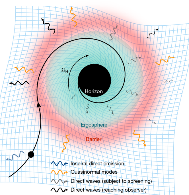 GW250114 reveals signatures of post-merger black-hole horizon