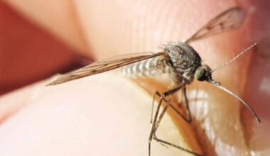 Two mosquito species that were tested as part of a surveillance project have shown positive results for a virus that can cause illness in people.	(Ned Rozell/Yukon News)