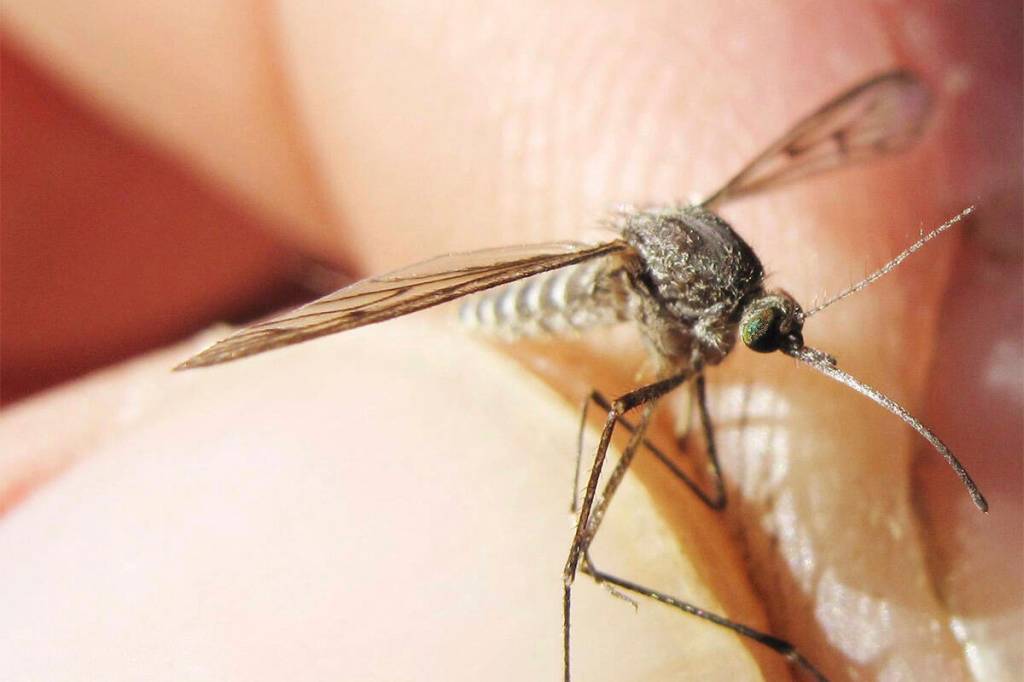 Two mosquito species that were tested as part of a surveillance project have shown positive results for a virus that can cause illness in people.	(Ned Rozell/Yukon News)