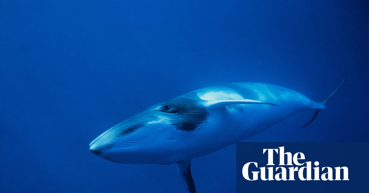 Deepest and most extensive whale graveyard discovered in Indian Ocean | Whales
