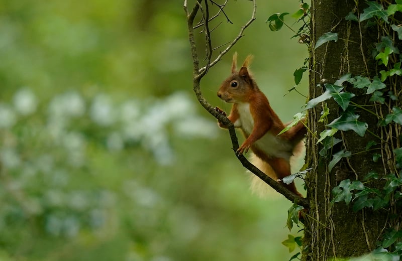 A red squirrel in Curraclone Woods, Co Laois. Photograph: Niall Carson/PA Wire