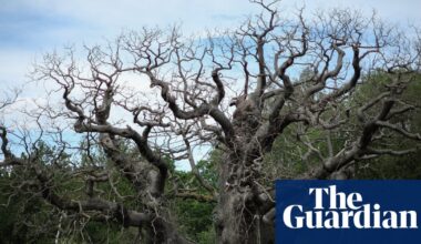 Death of the Major oak should spur tree protection | Trees and forests
