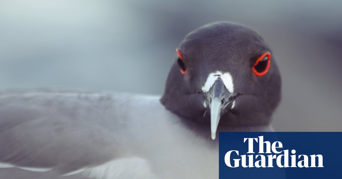 Birdwatch: Going to the Galápagos for the gulls | Birdwatching