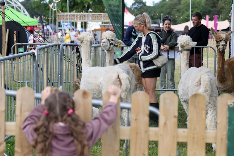Abbey Meyler from Dublin with alpacas at the 2026 Beyond the Pale festival in Glendalough estate, Co Wicklow. Photograph: Alan Betson
