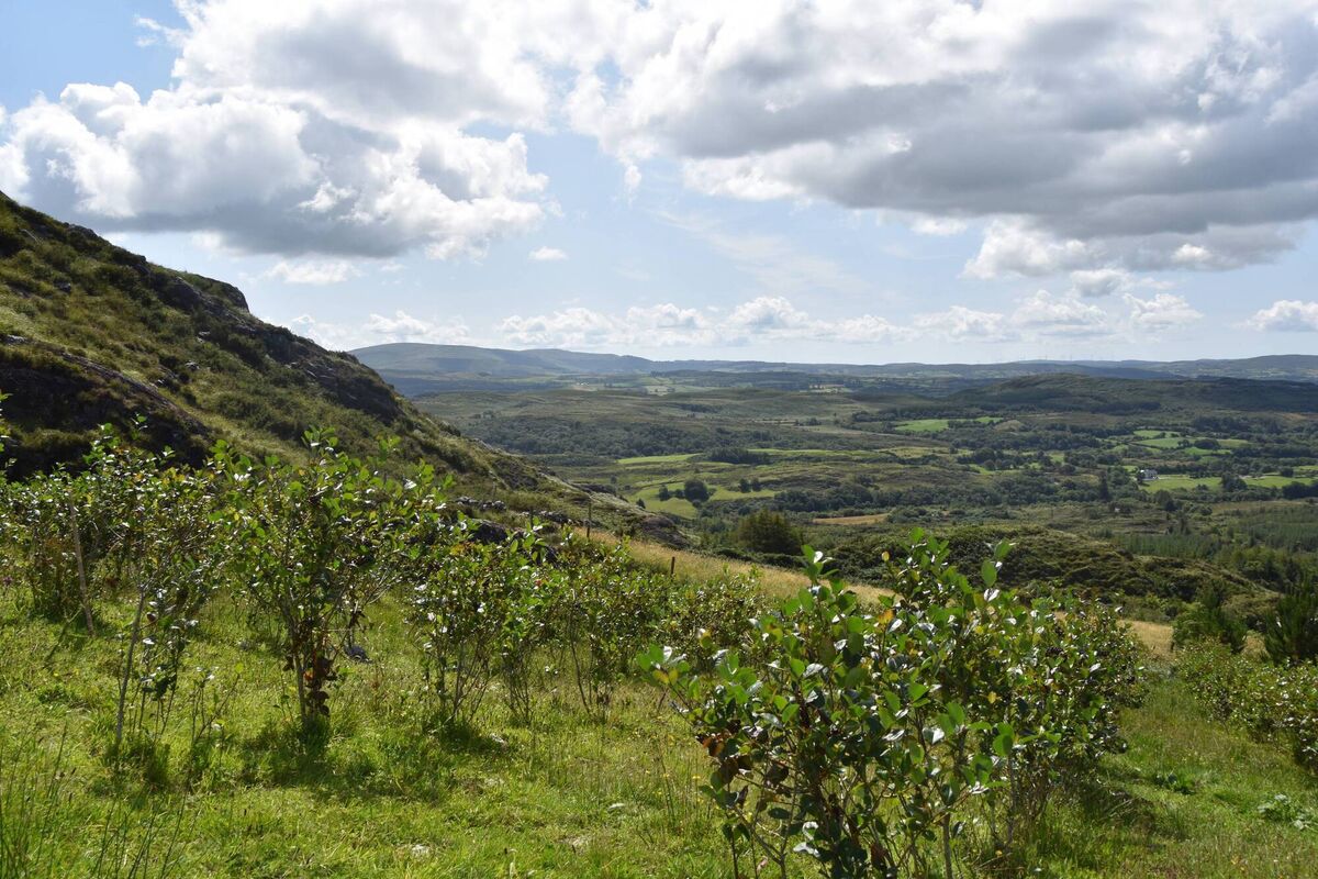 Aronia growing at the West Cork farm. Aronia is a resilient plant that thrives where other plants would fail to even grow.