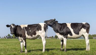 Heifer-rearing: Why 22-24 months remains the key target for calving