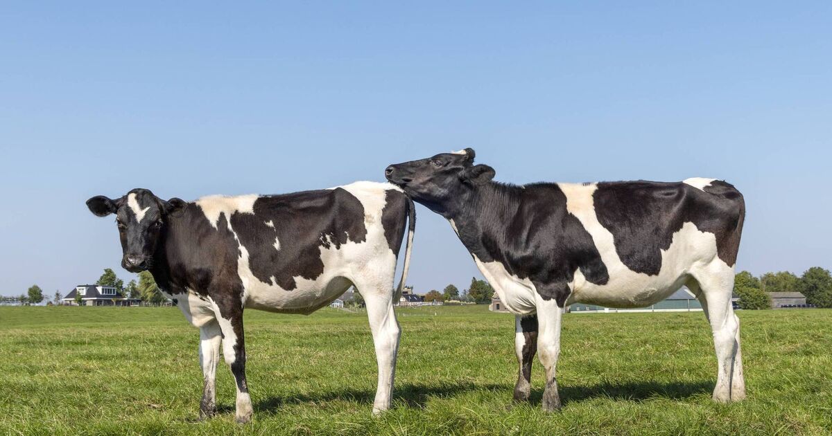 Heifer-rearing: Why 22-24 months remains the key target for calving