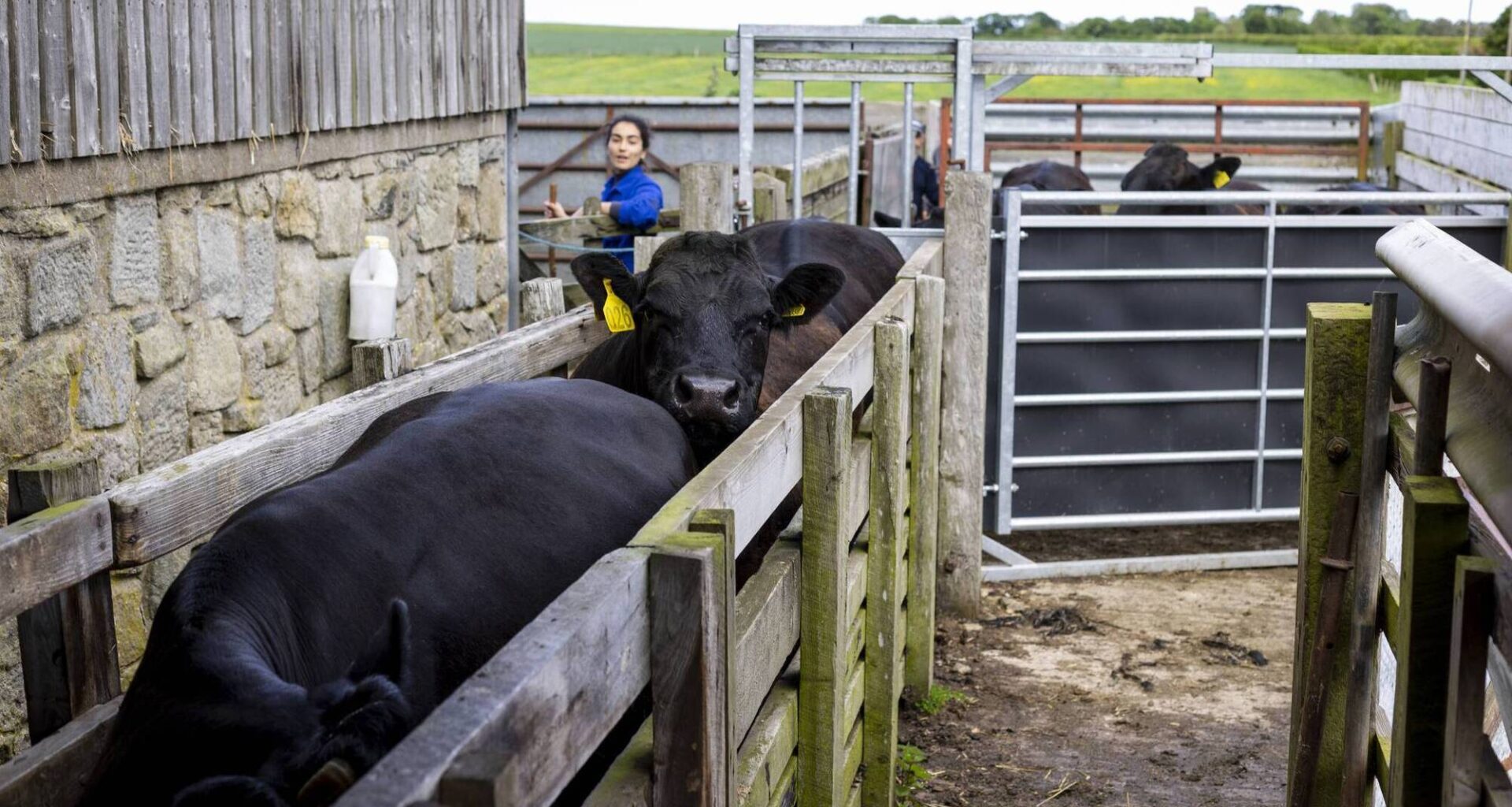The EU wants more young people to choose farming as a career. One of its most practical proposals may be inspired by a service Irish farmers have benefited from for decades.