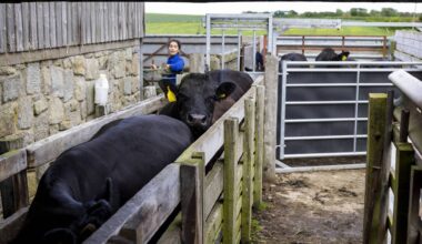 The EU wants more young people to choose farming as a career. One of its most practical proposals may be inspired by a service Irish farmers have benefited from for decades.