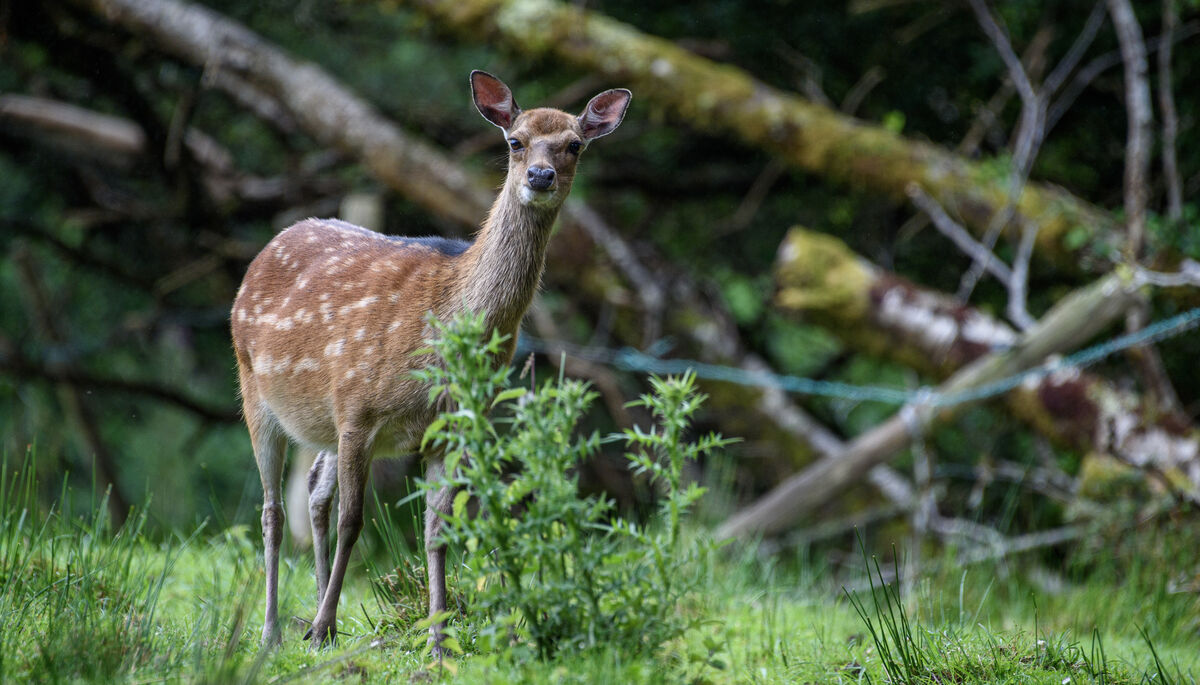  A deer peaking out through the undergrowth by Ross Castle in the National Park, Killarney, Co Kerry. Picture Dan Linehan