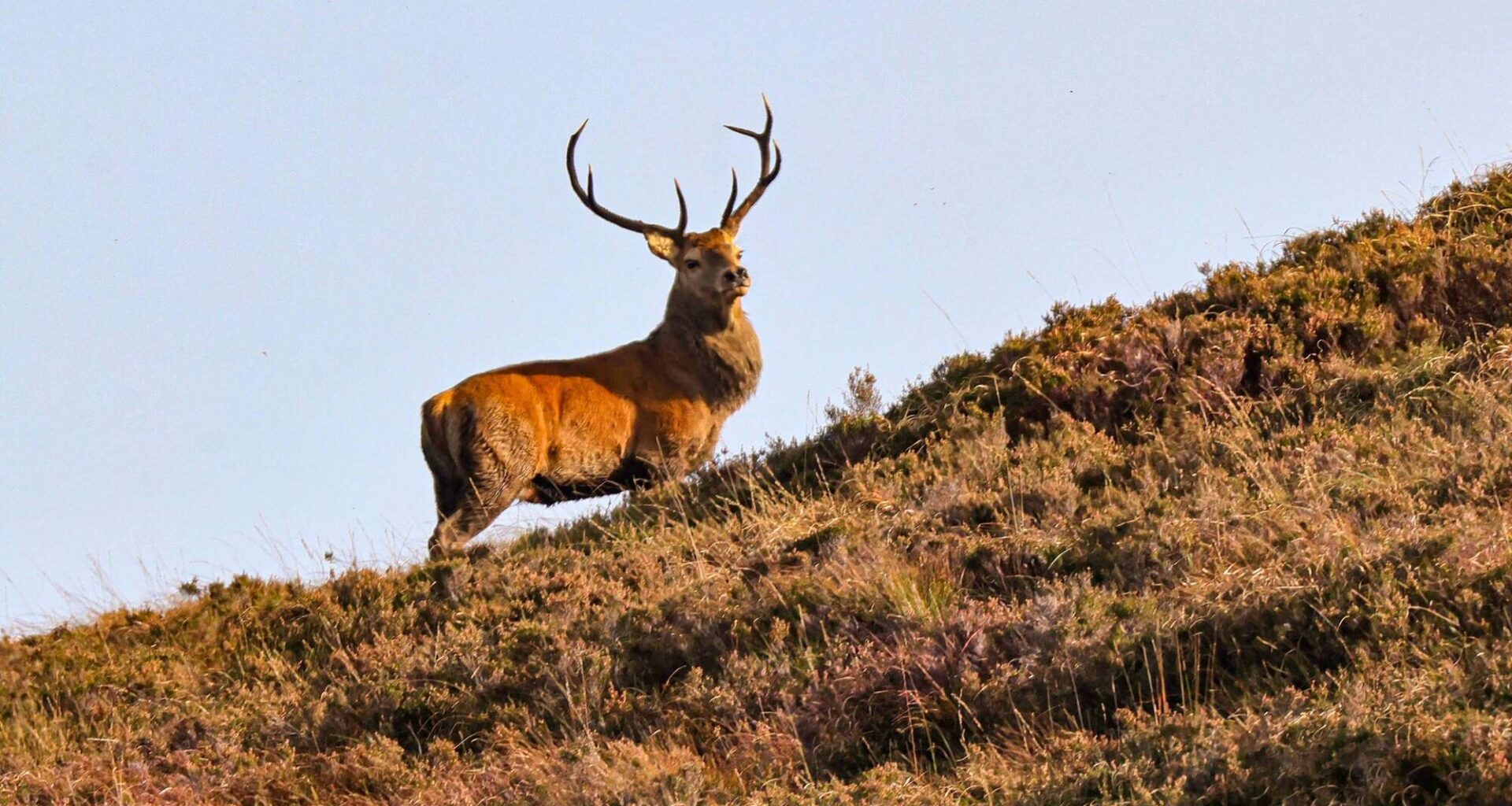 Deer population expansion, in recent decades, has led to a situation where numbers may now exceed 200,000, according to Teagasc. Picture: Valerie O'Sullivan