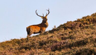 Deer population expansion, in recent decades, has led to a situation where numbers may now exceed 200,000, according to Teagasc. Picture: Valerie O'Sullivan