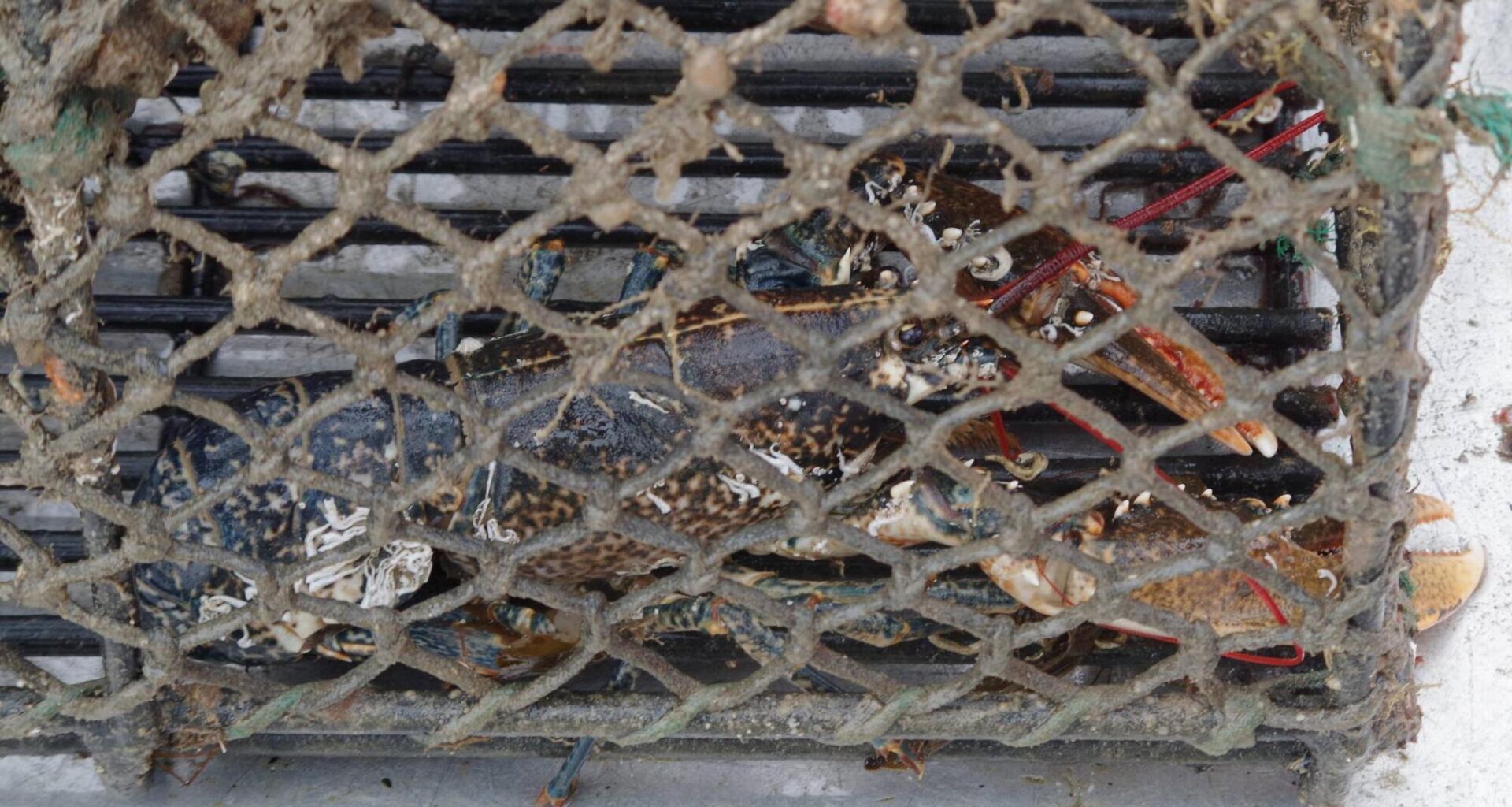 Cork fisherman fined for allowing tourists to sort lobsters on his boat