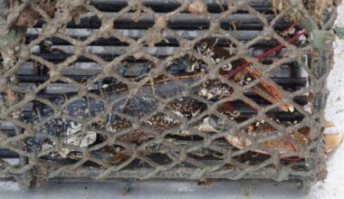 Cork fisherman fined for allowing tourists to sort lobsters on his boat