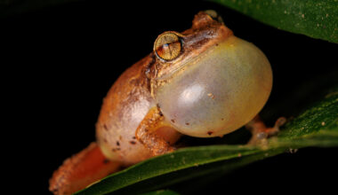 Young frogs "play it safe" when disease strikes, UF researchers find