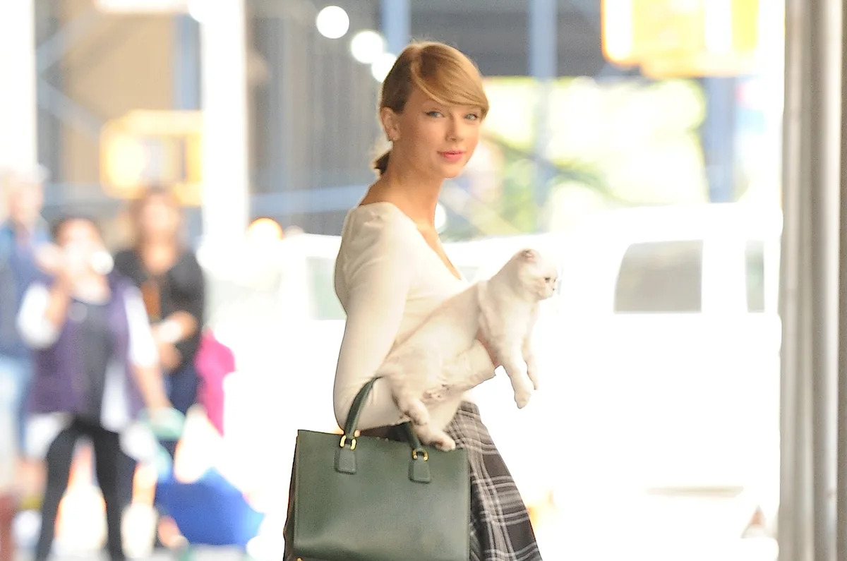 Musicians Who Are Cat Lovers: Taylor Swift, Ed Sheeran & More