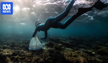 Signs of hope for Ningaloo Reef with baby coral following bleaching and cyclones