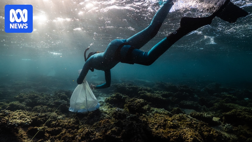 Signs of hope for Ningaloo Reef with baby coral following bleaching and cyclones