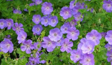 What To Do With Hardy Geraniums After Flowering: 4 Tricks For A Second Flush Of Blooms