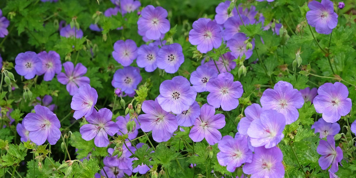 What To Do With Hardy Geraniums After Flowering: 4 Tricks For A Second Flush Of Blooms
