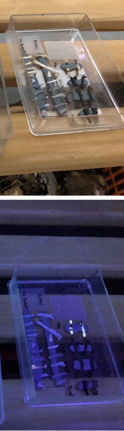 ארכיאולוגיה מערת וונדרוורק דרום אפריקה