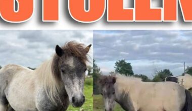 Horse Stolen From Animal Rescue Charity In Kildare