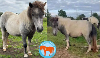 Midlands Animal Charity Heartbroken After Pony Stolen Over Weekend