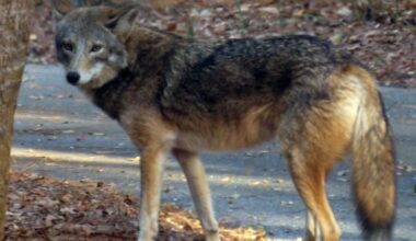 SCDNR removes coyotes from Kiawah after turtle attack
