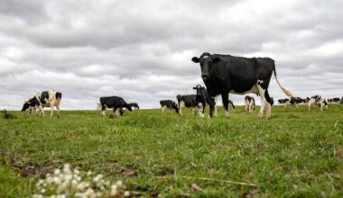 Dairy market dynamics shift as protein demand soars | Farm