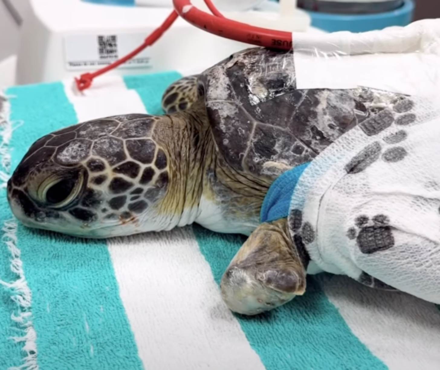 A sea turtle with a wrap on its back and suction tube as it receives negative wound pressure therapy