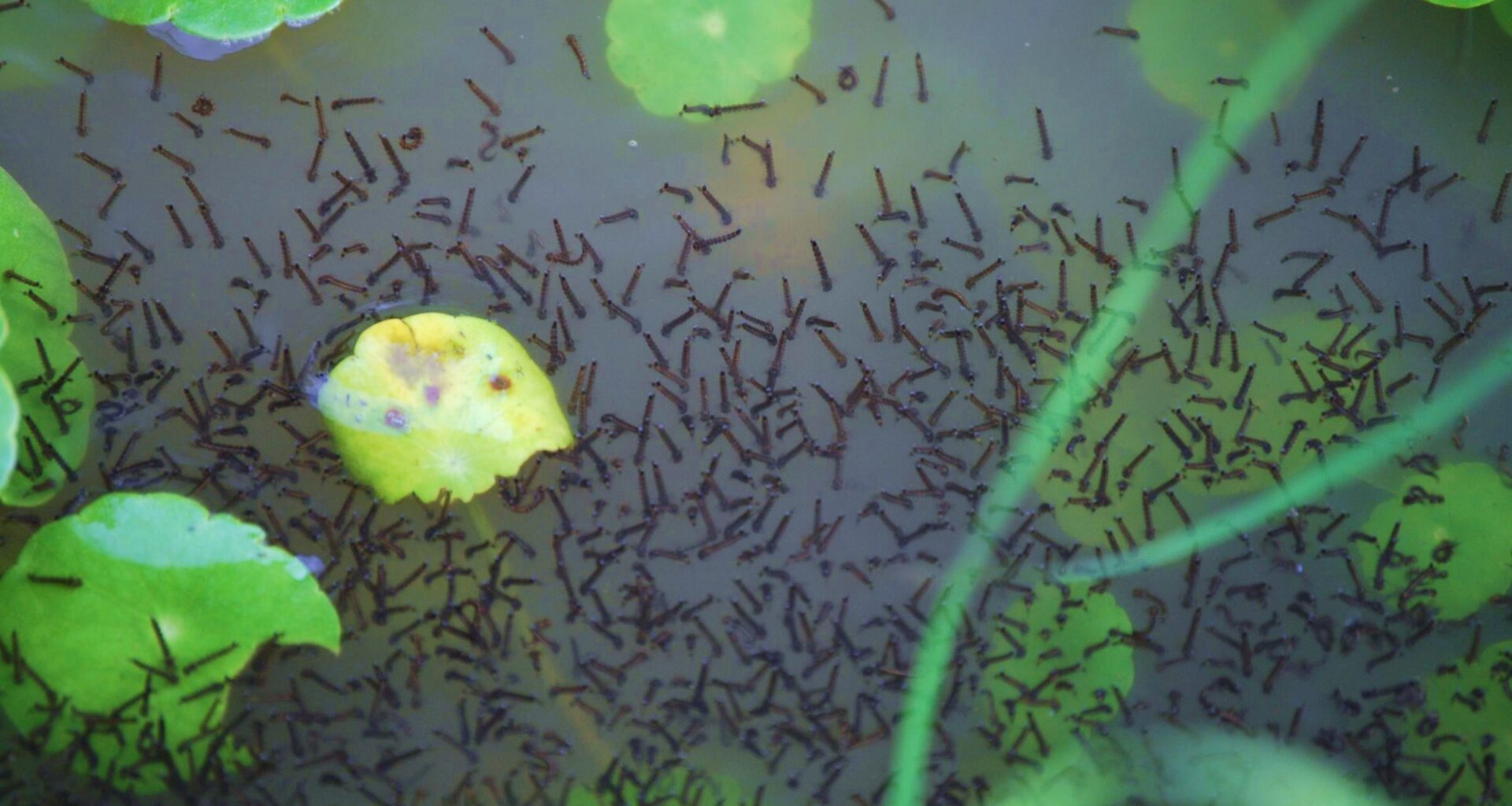 UAH Researchers Develop Antiviral Candidate for Deadly Mosquito-Borne Brain Infections