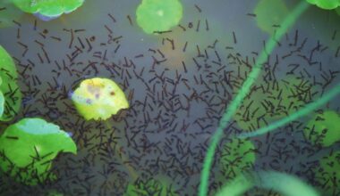 UAH Researchers Develop Antiviral Candidate for Deadly Mosquito-Borne Brain Infections