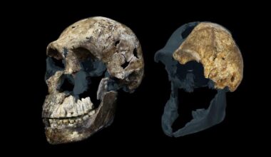 The most controversial fossil site in human evolution just got even more puzzling | News