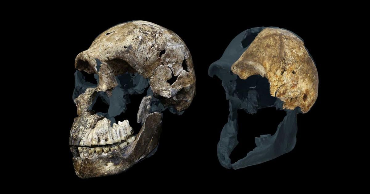 The most controversial fossil site in human evolution just got even more puzzling | News