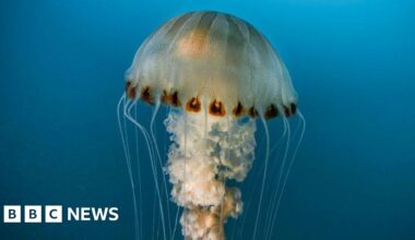 Swimmers warned of stinging compass jellyfish in sea off Suffolk - BBC